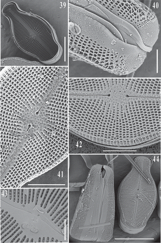 Figs 39–44. SEM images of Didymosphenia hullii. Fig. 39: Internal view of the valve displaying three stigmata. Fig. 40: View of apical pore field, footpole. Figs 41, 42: Central valve view with striae, and 1 and 4 stigmata, respectively. Fig. 43: Internal view of central valve showing two stigmata and uniseriate striae. Fig. 44: External views of frustule girdle and valve morphology. Scale bars = 20 μm (Fig. 39); 5 μm (Figs 40, 43); 10 μm (Figs 41, 42); 30 μm (Fig. 44).