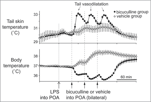 Figure 11. Bilateral injections of bicuculline into the dorsal preoptic area (POA) increases tail skin temperature during fever response elicited by intravenous injection of lipopolysaccharide (LPS) (1 µg/kg) in anesthetized rats. Solid arrows show the times when bicuculline (500 pmol in 100 nl) or saline (100 nl) was microinjected into the dorsal POA at intervals of 40 min. Bicuculline-injection group was shown by filled circles (n = 4 ). Saline-injection group was shown by open circles (n = 4 ). Modified from Osaka.Citation70 © Elsevier. Permission to reuse must be obtained from the rightsholder.