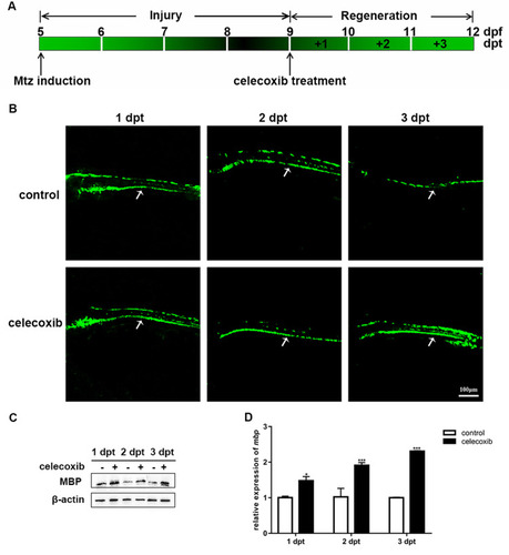 Figure 4 Celecoxib treatment promotes remyelination in Tg (mbp:nfsB-egfp) larvae. (A) Timeline of Mtz induction and celecoxib treatment in larvae. (B) Images of GFP fluorescence in the spinal cord (arrows) of demyelinated (control) and celecoxib-treated larvae at 1, 2 and 3 days post treatment (dpt). (C) The expression of MBP protein, as analyzed by Western blotting, at 1, 2, and 3 dpt in the control and celecoxib-treated groups. (D) Relative mbp mRNA expression in the control and celecoxib-treated groups (Student’s t-test). Abbreviations: dpf, days post fertilization; dpt, days post treatment. **P<0.01; ***P<0.001.