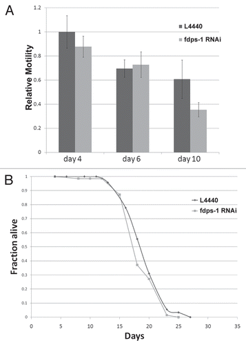 Figure 5 Downregulation of polyprenyl synthetase by fdps-1(RNAi) has no significant effect on motility and lifespan. (A) Relative motility of control (dark gray) and fdps-1(RNAi) (light gray)-treated worms. (B) Survival plot of control- and fdps-1(RNAi)-treated animals. The black line indicates control and the light gray line fdps-1(RNAi).