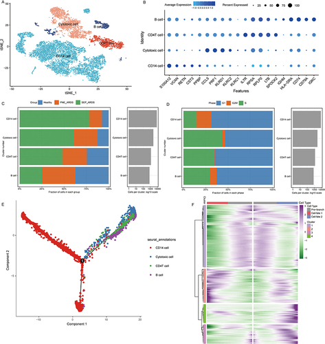 Figure 2 Identification of cell populations using single-cell RNA sequencing. (A) The t-distributed stochastic neighbor embedding (t-SNE) plots of major immune cells in peripheral blood mononuclear cells of sepsis-induced acute respiratory distress syndrome (SEP-ARDS) patients, pneumonic acute respiratory distress syndrome (PNE-ARDS) patients, and healthy controls were analyzed, with colors representing cell types. (B). Identification of marker genes for each cell population. The size of the dot corresponds to the percentage of cells in the cell population expressing the gene. The depth of the color represents the average expression level of the gene. (C) Frequency of cell types in each group. (D) Proportion of cells in M1, S, and G2/M phases during the cell cycle analysis. (E) Pseudotime trajectory analysis of major immune cells. Each dot corresponds to one cell, and each color represents one cell type. (F) Radiation maps show significant differential expression of each branch. Purple represents high expression and green represents low expression.