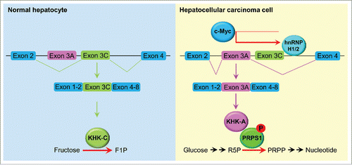 Figure 1. A splicing switch from KHK-C to KHK-A promotes HCC formation. KHK-C, the isoform of KHK with high activity toward fructose phosphorylation, was predominantly expressed in normal hepatocytes. In HCC cells, high expression of c-Myc enhanced the expression of hnRNPH1 and hnRNPH2, which bound to the exon 3C-3'/intron region of KHK, leading to a splicing switch from KHK-C to KHK-A and reduced fructose metabolism. KHK-A phosphorylated and activated PRPS1, resulting in increased de novo nucleic acid synthesis for hepatocellular tumorigenesis. F1P, fructose 1-phosphate; R5P, ribose-5-phosphate; PRPP, phosphoribosyl pyrophosphate.