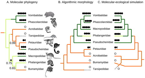 Figure 1. Family-level phylogeny of diprotodontian marsupials. A, The favoured molecular tree in phylogenetic analyses of MtNuc20654. The consensus of recent molecular studies collapses the branch indicated by the asterisk. Maximum likelihood bootstrap support is shown at nodes when less than 100%. All nodes received 100% Bayesian posterior probability. B, Algorithmic morphology tree favoured under MP and ML analyses of morph352. C, Tree inferred under the optimal mixture (see Fig. 2) of molecular phylogenetic (sim352) and ecological (size/diet) signals. Ancestral diet was reconstructed under ordered MP (herbivorous; dark green/dark tone, plant-dominated omnivorous; light green/light tone, broadly omnivorous; orange/intermediate tone, nectivorous; dashed). Circles indicate average adult mass (open; 0–50 g, 1 closed; 50–200 g, 2 closed; 200–800 g, 3 closed; 800 g–3 kg, 4 closed; 3–12 kg, 5 closed; >12 kg). Half circles indicate variation between species (e.g., 3, 4 for Phalangeridae). Diet and size states are assigned according to the attributes of the species included in the studies from which the morph352 dataset is derived.