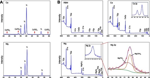 Figure 3 (A) X-ray diffraction pattern of the Ca and Mg samples. (B) X-ray photoelectron survey spectra of the RBM, Ca and Mg samples, and the high-resolution spectrum of the Mg2p peak of the Mg sample were subjected deconvolution.