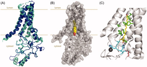 Figure 2. X-ray crystal structures of DHHC S-acyltransferases. (A) Cartoon representation of the X-ray crystal structures of human zDHHC20 (cyan, PDB 6BMN) and zebrafish zDHHC15 (blue, PDB 6BMS) highlighting their strong overlap. (B) Cartoon representation of human zDHHC20 covalently bound to 2-bromopalmitate (PDB 6BML). The 2-bromopalmitate molecule is shown as red and yellow spheres and the surface of the protein is depicted to highlight the insertion of the lipid into the hydrophobic cavity formed by the four transmembrane domains of the protein. (C) Cartoon and sticks representation of the active site and acyl chain cavity of human zDHHC20 covalently bound to 2-bromopalmitate (PDB 6BML). The four residues forming the DHHC motif are shown in cyan, the acyl chain of 2-bromopalmitate is shown in yellow and the hydrophobic residues contributing to the acyl chain binding cavity (as described in Rana et al. Citation2018) are shown in green. Highlighted in pink is residue Thr241 (from the TTxE motif) forming a hydrogen-bonding network with the catalytic residues (dashed lines). Zn ions are shown as spheres in all representations. The disposition of the protein relative to the membrane is approximately indicated by light brown lines. Figure created using Pymol v0.99 (DeLano Scientific, San Carlos, CA) (see color version of this figure at www.tandfonline.com/ibmg).