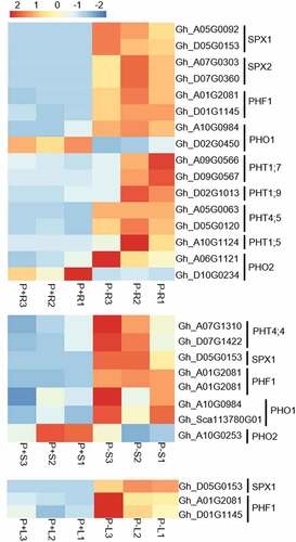 Figure 3. Heatmap display of Pi deficiency-induced marker homolog DEGs in roots (upper heatmap), stems (middle heatmap) and leaves (lower heatmap) of G. hirsutum seedlings respectively. P + R/P + S/P + L represent root/stem/leaf sample under Pi replete condition, P-R/P-S/P-L represent root/stem/leaf sample under Pi deplete condition. The red color indicates a high level of expression while blue indicates low expression.