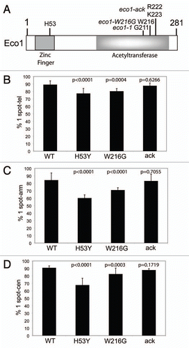 Figure 1 Cohesion defects in Eco1 mutant strains. (A) The two domains of Eco1 are shown in a cartoon of the gene and the mutations characterized are indicated. (B) Yeast strains were constructed by replacing the genomic copy of the indicated allele with an Eco1 mutant cohesinopathy allele, thereby placing the mutant allele under the control of the endogenous promoter at the endogenous locus. Additionally, strains contained lacO repeats on the telomere (B), arm (C) or centromere (D) of chromosome IV and a lacI-GFP fusion was inducibly expressed in nocodazole-arrested cells at 30°C. The arrest was confirmed by cytometry (data not shown). The number of cells displaying 1 spot versus 2 spots was counted to determine chromosome cohesion. At least three biological replicates were conducted for each strain and at least 300 total cells were counted. The standard deviation is indicated. Statistical significance was calculated using Fisher's exact test.