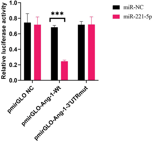 Figure 6. Dual-luciferase reporter gene assays suggesting targeted regulation of miR-221-5p on Ang-1.