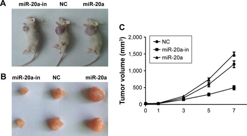 Figure 6 Oncogenic activity of miR-20a in MM xenograft SCID/NOD mice.