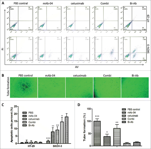 Figure 5. The apoptosis was analyzed by flow cytometry, endothelial tube formation was performed using HUVECs tube formation assay. ((A)and C) Bi-Ab treatment increased apoptosis in SKOV-3 cells than cetuximab and mAb-04 alone or Combi, but not HT-29. (B) HUVEC tube-like photomicrographs showing the significant effects of Bi-Ab on HUVECs tube formation. (D) Similar to the Combi, Bi-Ab demonstrated relatively more potent restraining effect on tube formation by HUVEC cells compared to mAb-04 or cetuximab. Three independent experiments were performed in triplicate, the means ± SD of triplicate experiment are shown (*P <0 .05; **P <0 .01 vs. Bi-Ab treatment).