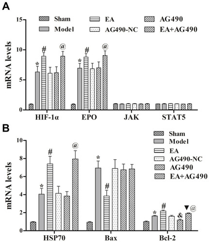 Figure 3 EPO-JAK2-STAT5 pathway-related (A) and apoptosis-related (B) gene expression in the ischemic cortex. qRT-PCR was performed to measure the relative mRNA levels of HIF-1α, EPO, JAK2, STAT5, HSP70, Bax and Bcl-2 at 72 h post-FCI. Compared to the sham group, *P<0.05. Compared to the model group, #P<0.05. Compared to the AG490-NC group, &P<0.05. Compared to the EA group, ▼P<0.05. Compared to the AG490 group, @P<0.05.