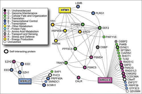 Figure 3. NAViGaTOR PPI network for the 3 of the 4 predictor genes (rectangle nodes).