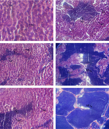 Figure 2.  Cross section of testes of Caspian brown trout (Salmo trutta caspius) at different stages of development. (a) Stage I: Spermatogonial proliferation (in Out), (b) (c) and (d) stage II: Mid spermatogenesis stage (during September to October), (e) stage III: Late spermatogenesis stage (in November); (f) stage IV: Prespermiation stage (in December). See text for description of stages. Sg, spermatogonia; Sc, spermatocyte; St, spermatid; Sz, spermatozoa. HE ×40.