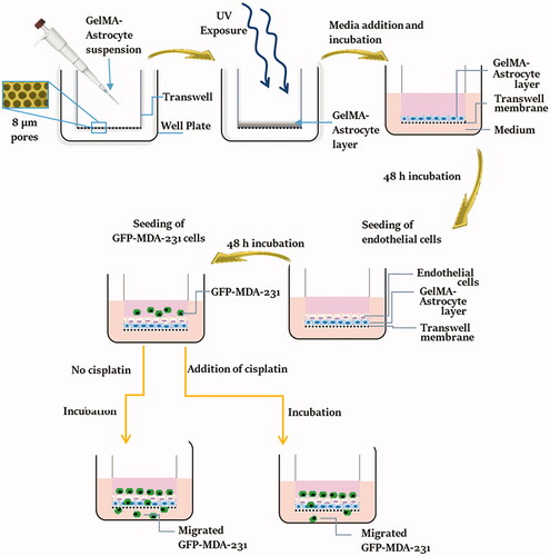 Figure 1. Schematic representation of the process of fabrication and testing of the BBB model. GelMA-astrocyte suspension was deposited over the transwell membrane and crosslinked by UV exposure to generate a stable astrocyte-loaded GelMA layer. Over this GelMA-astrocyte layer, endothelial cells were seeded and allowed to proliferate and form a confluent layer of endothelial cells. GFP expressing MDA-MB-231 cells were seeded over the developed BBB model and their migration ability was examined with and without anti-cancer drug, cisplatin.