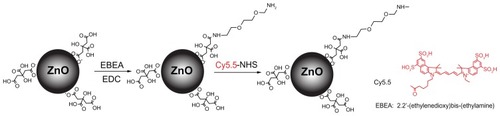 Figure 1 Schematic illustration of synthesis of Cy5.5-conjugated zinc oxide nanoparticles.