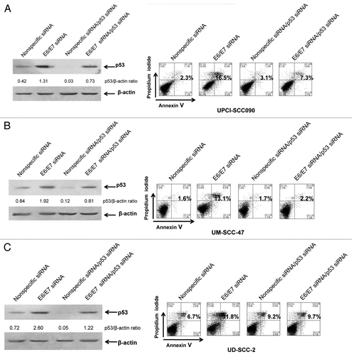 Figure 2. E6/E7 siRNA induces p53-dependent apoptosis in HPV-positive HNSCC cells. UPCI:SCC090 (A), UM-SCC-47 (B) and UD-SCC-2 (C) cells were transfected with 100 nM nonspecific or E6/E7 siRNAs alone (left, lanes 1 and 2; right, panels 1 and 2), or at 50 nM in combination with 50 nM p53 siRNA (left, lanes 3 and 4; right, panels 3 and 4). After 72 h, cells were harvested and subjected to immunoblotting for p53 and β-actin (loading control) or flow cytometric analysis of Annexin V/PI staining. Numbers on the immunoblots indicate p53/β-actin ratios, as determined by densitometric analysis. Suppression of E6/E7 led to induction of p53, which was partially prevented by p53 siRNA. Numbers on flow diagrams indicate the percentage of Annexin V-positive cells. Apoptosis induced by E6/E7 suppression was dependent on p53.