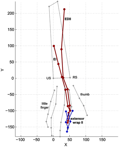 Figure 6. Palpated data points for the EDCII, EI, and extensor web with the main anatomical landmarks (grey). Dorsal view. EDCII = Extensor Digitorum Communis of second finger EI = Extensor Indicis.