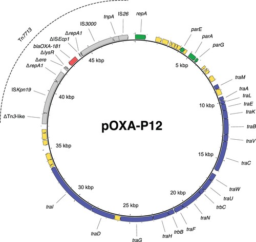 Figure 5. The novel MOBF plasmid pOXA-P12, harbouring blaOXA-181 within the novel transposon Tn7713. Red arrow = blaOXA-48, grey arrows = other parts of Tn7713, green arrows = genes associated with plasmid replication, blue arrows = genes associated with plasmid transfer, yellow arrows = genes coding for hypothetical proteins.