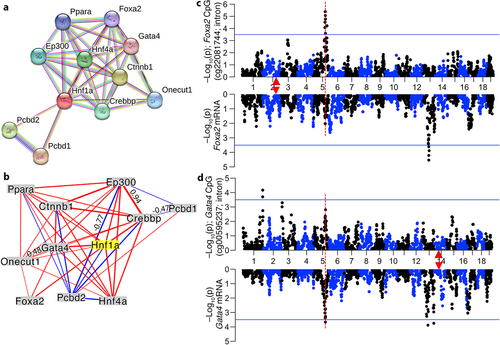 Figure 6. Primary protein–protein interaction partners of HNF1A and their trans-modulation (a) the network shows the top 10 interaction partners of HNF1A based on protein–protein interactions. CpGs in CREBBP, FOXA2 (HNF3B), GATA4, HNF4A, ONECUT1, and PCBD2 are trans-modulated by the meQTL.5a locus, making Hnf1a a prime candidate. (b) at the transcriptomic level, expression of these genes in the liver are also highly intercorrelated. Only correlations |r| > 0.45 are shown (line thickness conveys strength of correlation; blue: negative; red: positive). Mirrored meQTL (top), and eQTL (bottom) for two example gene: (c) Foxa2, and (d) Gata4. Red triangles mark the location of genes.