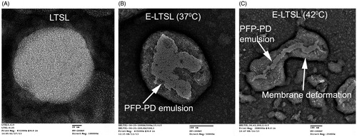 Figure 2. TEM images. (A) LTSL, (B) spherical E-LTSL encapsulating PFP-1,3-PD emulsion at 37 °C, (C) E-LTSL encapsulating PFP-PD emulsion with membrane deformation at 42 °C caused by hyperthermic relaxation of liposome membrane.
