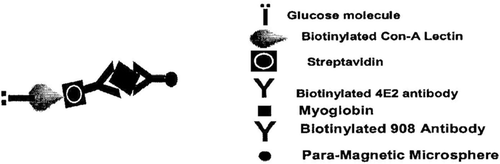 Figure 6. The figure represents the scheme of two-site immunoassay to develop magnetic immunoassay using anti-myoglobin biotinylated antibodies and tagged biomarker to measure myoglobin. Redrawn from reference Citation15.