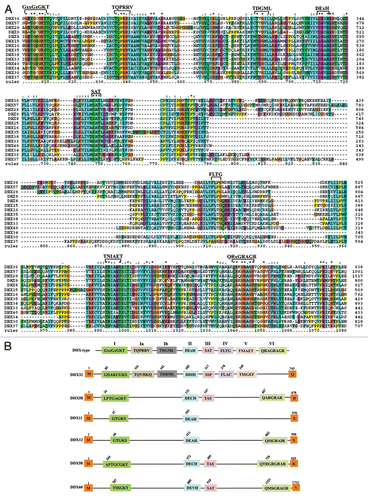 Figure 1 Protein alignment of 14 DHX family members of RNA helicases. (A) Entire protein sequence is aligned with ClustalX software. The eight conserved helicase signature motifs are identified on top of the alignment. The names of DHX helicases are identified on the left and sequence positions are given on right. Asterisks and dots drawn on top of sequence indicate identical residues and conservative amino acid changes, respectively. Gaps in the amino acid sequences are introduced to improve the alignment. Only a part of protein alignment with conserved helicase motifs is shown. (B) Schematic representations for DHX32 and DHX58 helicase motifs are shown. Note the presence of DExH motif in DDX members like DDX11, DDX12, DDX58 and DDX60. The typical motifs for DHX-type family members are represented on top.
