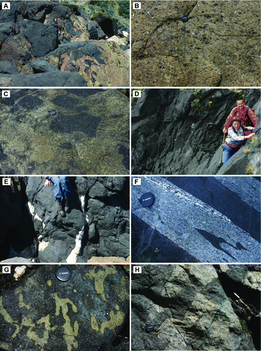 Figure 2  Field photographs. A, Contact zone between hornblende peridotite (light colour, right) and hornblendite (dark colour, middle left). B, Hornblende peridotite with rounded phenocrysts of pargasite. C, ‘Jig-saw’ fit texture and shapes of rafts and xenoliths of hornblendite in hornblende peridotite. D, Hornblendite. E, Rare plagioclase accumulations or dykes in hornblendite. F, Contact zone between hornblendite and Misty Pluton. Note folded inclusions of hornblendite in Misty Pluton that is cut by an attenuated plagioclase-rich garnet-bearing dyke that is in turn cut by a sheet of hornblendite. G, Pyroxenite inclusions (light colour) in hornblendite (dark colour). H, ‘Jig-saw’ fit texture of rafts of pyroxenite in hornblendite.
