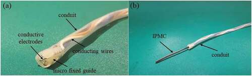 Figure 10. The interventional catheter. (a) the front end of the catheter; (b) the side view of the catheter.