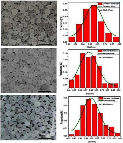 Figure 2 Morphological characterization of microcapsules. Optical images of (A) A/BS MSs, (B) CA/BS MCs, and (C) Cat27-CA/BS MCs in water, and their corresponding size distributions.Abbreviations: A/BS MSs, alginate/barium sulfate microspheres; CA/BS MCs, chitosan alginate/barium sulfate microcapsules; Cat27-CA/BS MCs, catechol-27–chitosan alginate/barium sulfate microcapsules.