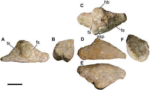 Figure 15. Titanomachya gimenezi, holotype. MPEF 11547/8. Right astragalus in A, anterior; B, dorsal; C, posterior; D, ventral; E, fibular and F, tibial views. Abbreviations: asp, ascending process; fs, fibular surface; hb, hemispherical bulge; ts, tibial surface. Scale bar = 5 cm.