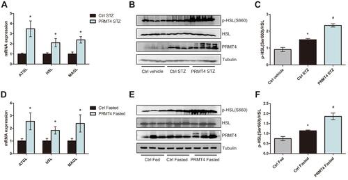 Figure 3 PRMT4 overexpression induces the lipolysis pathway in mice.Notes: (A) qPCR analysis of the mRNA levels of ATGL, HSL, and MAGL in epididymal white adipose tissue (eWAT) of mice with streptozotocin (STZ)-induced diabetes (Ctrl-STZ and PRMT4-STZ mice). (B and C) Western blot analysis of HSL phosphorylation at Ser660 in tissues of diabetic mice and vehicle-injected mice (Ctrl-vehicle mice). (D) qPCR analysis of the mRNA levels of ATGL, HSL, and MAGL in adipose tissue of mice after 16 h of fasting (Ctrl-Fasted and PRMT4-Fasted mice). (E and F) Western blot results of HSL phosphorylation at Ser660 in adipose tissue of fasted mice and fed mice (Ctrl-Fed mice). *P < 0.05 indicates a significant difference between the Ctrl-STZ and Ctrl-vehicle groups or the Ctrl-Fasted and Ctrl-Fed groups. #P < 0.05 indicates a significant difference between the PRMT4-STZ and Ctrl-STZ groups or the PRMT4-Fasted group and Ctrl-Fasted groups.