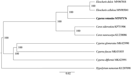 Figure 1. Phylogenetic tree inferred by maximum-likelihood (ML) method based on the complete chloroplast genomes of 8 representative species. Numbers near the nodes mean bootstrap support value.