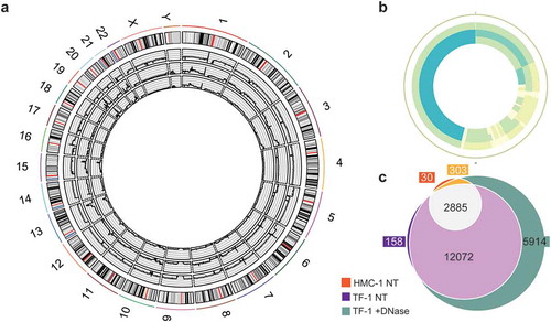 Figure 6. Whole-genome coverage on the sEV-associated DNA.F1–F7 from HMC-1 and TF-1 gradients were pooled, pelleted, and divided into two aliquots, one that was DNase-treated (protected DNA) and one that was left untreated (total DNA) prior to DNA isolation. Next, total DNA from TF-1 fractions, HMC-1 fractions, and DNase-treated TF-1 fractions was analysed by WGS. (a) Circos plot presenting the 46 chromosomes of the three sequenced DNA samples: HMC-1 non-treated (edge sample), TF-1 non-treated (middle sample), and TF-1 DNase treated (inner circle sample). (b) Circos plot representing the mitochondrial chromosome: HMC-1 non-treated (edge sample), TF-1 non-treated (middle sample), and TF-1 DNase treated (inner circle sample). Coverage colouring from low to high (max four parts per million) – white (lowest), light green, light blue, dark blue (highest). (c) Venn diagram comparing the genes in the three samples with coverage of more than 50 reads: orange (HMC-1 non-treated, NT), purple (TF-1 NT), and green (TF-1 +DNase-treated).