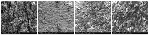 Figure 4 Scanning electron microscopy image of the surface of the stripped peritoneum. (A) The injured surface was covered by a layer of hydrogel on day 3. (B) The surface was covered with a layer of elongated, flattened, squamous-shaped cells on day 5. The squamous-shaped cells junction became tight on day 7 (C) and loose again on day 9 (D).