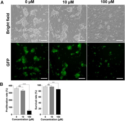 Figure 1. Effects of bisphenol A (BPA) on spermatogonial stem cells (SSCs) in vitro. (A) Effects of BPA on SSCs after culture for one week. BF, Bright field; GFP, green fluorescent protein. Scale bars = 200 μm. (B) The y-axis represents the proliferation rate and viability of BPA-treated murine SSCs. Cells were cultured with BPA for one week. Cell enrichment and survivability were calculated using a hemocytometer with the proper concentration of trypan blue dilution. Data were statistically analyzed by one-way analysis of variance (ANOVA). ns, no significant difference; ****P < 0.001 and **P < 0.01, respectively. Data are shown as mean ± standard error of the mean (SEM) (n = 3).