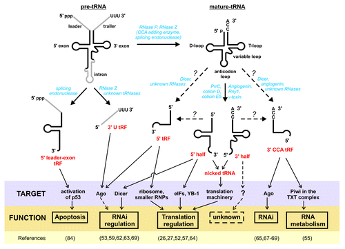 Figure 1. Processing and function of tRNA pieces. Precursor tRNA (pre-tRNA) transcripts are processed by RNase P, RNase Z, and the splicing endonuclease to remove the 5′ leader, 3′ trailer, and (if present) intronic sequences (gray), respectively. If the 3′ CCA end is not encoded, the CCA-adding enzyme finally generates the crucial 3′ end, thus resulting in mature tRNAs. Both pre-tRNA and mature tRNAs can give rise to smaller tRNA pieces. Depending on their origin, they are referred to as 5′ leader-exon tRF, 3′ U tRF, 5′ tRF, 3′ CCA tRF, or as 5′ and 3′ tRNA halves (red). Diverse nucleases identified or suggested to be involved in tRNA maturation and tRNA fragmentation are listed in blue. Whereas the endonucleases involved in tRNA halves production are well studied (PrrC, colicin D, and colicin E5 in bacteria; Rny1 and γ-toxin in certain yeast strains; angiogenin in human), the processing enzymes involved in tRF generation are less clear (indicated by dashed arrows and question marks). Potential cellular targets of the individual tRNA fragment classes are indicated (purple box) and the suggested functions are given (yellow box). Functional evidence for some tRNA pieces is less clear and this is indicated by dashed lines. References for the functional implications of tRNA-derived pieces are listed at the bottom.