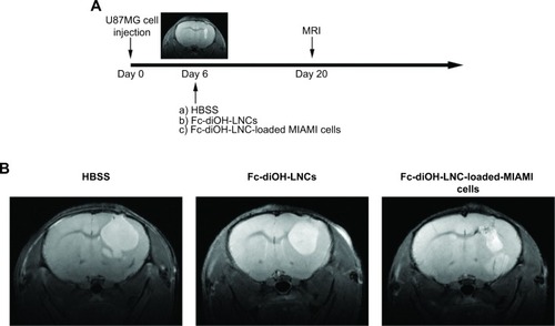 Figure 5 In vivo toxicity of Fc-diOH-LNCs and Fc-diOH-LNC-loaded MIAMI cells to U87MG cells.Notes: (A) Representation of the treatment protocol applied to U87MG-bearing mice. The T2-weighted image shows the presence of the U87MG tumor on day 6, the day of the treatment. (B) Representative T2-weighted images of control and treated mice on day 20. (C) Tumor volume distribution in each group, calculated by MRI on day 20. (D) Kaplan–Meier survival curves for U87MG-bearing mice receiving HBSS, Fc-diOH-LNCs or Fc-diOH-LNC-loaded MIAMI cells, 6 days after the injection of U87MG cells. *Significantly different from the control group (P<0.05) (each group contained eight mice).Abbreviations: Fc-diOH-LNCs, ferrociphenol lipid nanocapsules; MIAMI, marrow-isolated adult multilineage inducible; MRI, magnetic resonance imaging; HBSS, Hank’s balanced salt solution.
