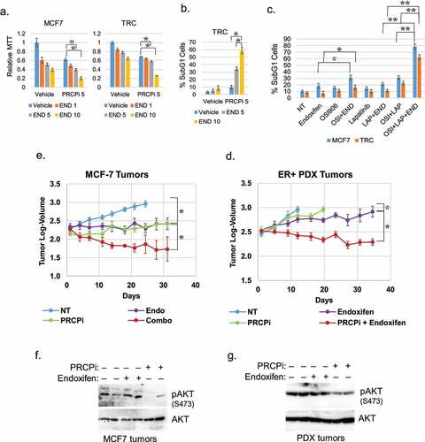 Figure 5. PRCPi sensitizes cells and tumors to endoxifen. MCF7 and TRC cells were treated with endoxifen and/or PRCPi for three days. Cells were analyzed with MTT assay or FACS for sub-G1. Average (8 replicates) relative MTT absorbance (a) and Average (triplicate) % sub-G1 cells (b) are presented with SD indicated. There are significant differences between PRCPi and PRCPi plus 5 µM and 10 µM endoxifen (p ˂ 0.05) in MCF7 and TRC cells in A. There are significant differences between PRCPi and PRCPi plus 5 µM and 10 µM endoxifen (p,0.01) in TRC cells in B. C. MCF7 and TRC cells were treated with endoxifen and/or OSI906 (5 µM) or lapatinib (2 µM) for three days. Cells were analyzed with FACS for sub-G1. Average (triplicate) % sub-G1 cells are presented with SD indicated. There are significant differences (p ˂ 0.05) between NT and endoxifen, endoxifen and endoxifen plus OSI906, OSI906 and OSI906 plus endoxifen, NT and OSI906 plus lapatinib, OSI906 plus lapatinib and endoxifen plus OSI906 plus lapatinib in MCF7 cells. There are no significant differences (p ˃ 0.05) between NT and endoxifen, endoxifen and endoxifen plus OSI906, OSI906 and OSI906 plus endoxifen, endoxifen and endoxifen plus lapatinib in TRC cells. There are significant differences (p˂0.01) between NT and OSI906 plus lapatinib, between OSI906 plus lapatinib and OSI906 plus lapatinib plus endoxifen. D and E. MCF7 tumors and ER+ PDX tumors were treated with vehicle. Endoxifen, PRCPi, or combination for the indicated times. Log-tumor volumes are plotted with SE indicated. The original tumor volume in mm3 for this data is presented in Fig. S1A and B. There are significant differences between vehicle and endoxifen or PRCPi (P < .05) in both tumors. There are significant differences between single drug and combination therapies (P < .05) in both tumors. F and G. At necropsy, tumors were harvested. Lysates were immunoblotted for the indicated proteins.