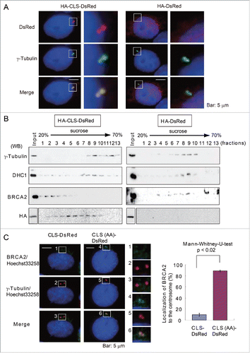 Figure 3. Interaction between BRCA2 and dynein is disrupted by the overexpression of the BRCA2 centrosome localization signal (CLS) in the context of the HA-DsRed fusion protein. (A) Immunofluorescence microscopy of HA-CLS-DsRed and HA-DsRed overexpressing cells using anti-γ-tubulin (green) and anti-DsRed (red) antibody. The boxed areas are shown at higher magnification in the right panels. Nuclei were stained with Hoechst 33258. (B) Centrosome-containing fractions from a sucrose density gradient from the HA-CLS-DsRed-transfected (left panel) and HA-DsRed-transfected (right panel) HeLa S3 cell lysates were subjected to Western blot analysis using anti-γ-tubulin, anti-dynein, anti-BRCA2, and anti-HA antibodies. (C) Immunofluorescence microscopy of CLS-DsRed and CLS (AA: S2887A and R2888A)-DsRed-overexpressing cells using anti-γ-tubulin (red) and anti-BRCA2 (green) antibody. Magnifications of the areas indicated by the box are shown in the right panels. Quantification of BRCA2 localization to the centrosome in CLS-DsRed-transfected and CLS-DsRed- and CLS (AA)-DsRed-transfected cells. Endogenous BRCA2 in CLS-DsRed- and CLS (AA)-DsRed-transfected cells was immunostained with antibodies against BRCA2 and γ-tubulin. Nuclei were stained with Hoechst 33258. We then counted the number of cells in which endogenous BRCA2 was localized to the centrosome in the CLS-DsRed-transfected and CLS-DsRed- and CLS (AA)-DsRed-transfected cells.