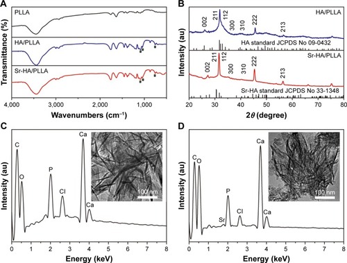 Figure 2 The FTIR, XRD patterns, and EDS of different porous scaffolds.Notes: (A) FTIR spectra of porous scaffolds. (B) XRD patterns of porous scaffolds. (C) EDS of the HA on the HA/PLLA porous scaffolds. (D) EDS of the Sr-HA on the Sr-HA/PLLA porous scaffolds.Abbreviations: FTIR, Fourier-transform infrared spectroscopy; XRD, X-ray diffraction; EDS, energy-dispersive spectrometer; HA, hydroxyapatite; HA/PLLA, hydroxyapatite on porous poly(l-lactic acid); Sr-HA, strontium-doped hydroxyapatite; Sr-HA/PLLA, strontium-doped hydroxyapatite on porous poly(l-lactic acid); au, atomic unit.