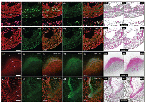 Figure 4. Expression patterns of Ki67, p19INK4d, Cyclin A2, phosphorylated Rb, MSX1 and MSX2 in human incisor tooth germs during the early bell stage (epithelial-mesenchymal interface and cervical loops). Expression patterns of p19INK4d, MSX1, MSX2 and proliferation markers at the inner enamel epithelium-dental papilla interface and in cervical loops of human incisor enamel organ in the early bell stage (Magnification: × 20; scale bar: 40 µm); (a1-a4) DAPI staining of nuclei (inverted – red color); (b1-4, d1-4) expression patterns of investigated factors in epithelial and mesenchymal compartments of human incisor tooth germ; (c1-4, e1-4) merged image doublets of investigated factors' expression patterns with DAPI; approximation of expression domains for Ki67 and p19INK4d (Subset 1), Cyclin A2 and pRb (Subset 2), MSX1 and MSX2 (Subsets 3, 4), expression domains are displayed in magenta color (expression intensity range covered – mild to strong). Designations: oral epithelium (oe), dental lamina (dl), tooth bud (tb), jaw mesenchyme (m), outer enamel epithelium (oee), inner enamel epithelium (iee), stellate reticulum (sr), stratum intermedium (si), cervical loop (cl), dental papilla (dp).