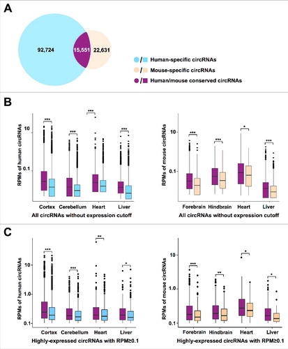 Figure 2. Species-specific expression of circRNAs. (A) A venn diagram shows conserved (purple), human-specific (blue), or mouse-specific (yellow) circRNAs. Of note, due to 5 nt difference to define circRNA orthologs between human and mouse, 15,551 conserved circRNAs were identified in human (Table S2) and 15,517 conserved circRNAs were identified in mouse (Table S3), respectively. (B), (C) The expression level of conserved (purple) circRNAs is higher than species-specific circRNAs in human (blue) and mouse (yellow) when detected in all (B) or highly-expressed (C) circRNAs. * p value < 0.05, *** p value < 0.001, Wilcoxon rank-sum test.