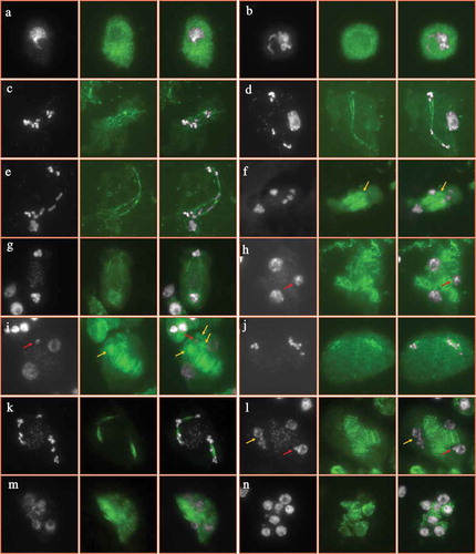 Figure 6. Microtubular cytoskeleton in PMCs of heat-stressed plants. A-N, PMCs at pachytene (a), diakinesis (b), metaphase Ι (c–e), anaphase Ι (f,g), interkinesis (h,i), metaphase ΙΙ (j), telophase ΙΙ (k), tetrad (l,m) and unicellular microspore (n) stages in heat-stressed plants. White: DAPI signal; green: ɑ-tubulin signal. Red arrows indicate mini-nucleus (h,i,l), and yellow arrows indicate extra phragmoplast or omission of RMAs (f,i,l). Scale bar = 10 μm.