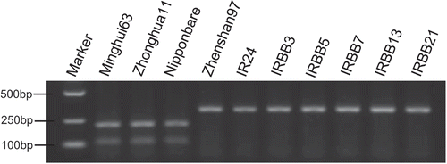 Fig. 2 Validation of marker xa25-M with rice cultivars containing the xa25 or Xa25 gene.