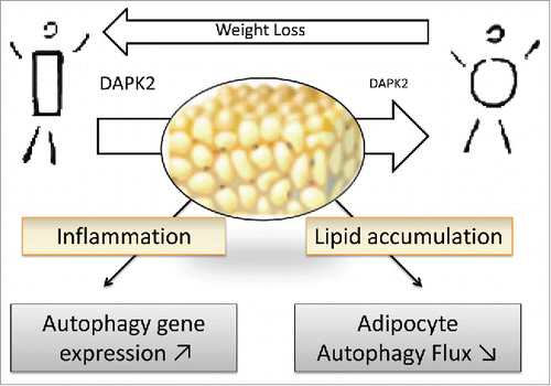 Figure 1. Adipose tissue dysfunction in obesity is characterized by exaggerated lipid engorgement and chronic low grade inflammation with immune cell infiltration. In this context obese adipose tissue expresses high levels of autophagy genes, but attenuated adipocyte autophagic flux. Weight loss by bariatric surgery can partly reverse flux attenuation, likely through normalized expression of an autophagy regulator, DAPK2.