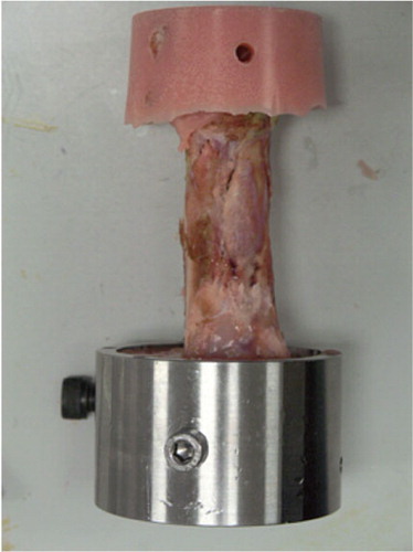 Figure 4. Femur prepared for torsional testing. The top cup has been removed to show the cemented ends.