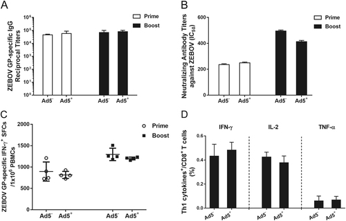 Fig. 4 Antibody and cell-mediated immune responses to ZEBOV induced by Ad2-ZGP in Ad5-seropositive rhesus macaques.Chinese rhesus macaques seropositive for Ad5 neutralizing antibodies were immunized intramuscularly with 1 × 1011 vp rAd2-ZGP. After 4 weeks, these macaques received a booster immunization of the same vaccine. a Serum samples were collected and subjected to ELISA analysis of IgG antibodies that bind to ZEBOV GP. The titers were calculated as reciprocal endpoints. Control serum samples were run every time the assay was performed. A cutoff value for a positive result was calculated as the mean optical density (at a 1:100 dilution) for the control serum sample plus 3 SDs. b Serum samples were measured for the neutralizing activities to ZEBOV GP pseudo-typed lentivirus. Pseudo-typed lentiviruses at 100 TCID50 were incubated with 8 serial twofold dilutions of serum samples from each group and infected into Huh-7 cells. The neutralizing activity was measured as the decrease of luciferase expression relative to negative sera. The IC50 was calculated by the dose–response inhibition function in GraphPad Prism 7.00. Data are presented as the mean ± SD (n = 4). c PBMCs were collected 2 weeks after each immunization. PBMCs were stimulated with a peptide pool derived from ZEBOV GP. IFN-γ+ SFCs were assessed with an ELISpot assay. Data are shown as the number of SFCs in one million PBMCs. Data are presented as the mean ± SD (n = 4). d Qualitative profiles of ZEBOV GP-specific CD8+ T cell responses in PBMCs 2 weeks after a booster immunization. GP-specific CD8+ T cells secreting IFN-γ, IL-2, and TNF-α were determined with ICS analysis. Data are presented as the mean ± SD (n = 4)