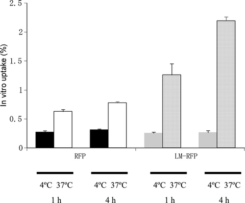 FIG. 2 In vitro uptake of RFP by alveolar macrophages. NR8383 cells (1 × 106/mL) were incubated with 50 μL of [3H]RFP or [3H]LM-RFP (100 μg as RFP) at 4°C or 37°C for 1 hr or 4 hr. Then the amount of [3H]RFP incorporated was determined by counting the radioactivity. Values were expressed as the percentage (%) of cellular RFP amounts to applied total RFP. N = 4. Bars show the standard deviations.