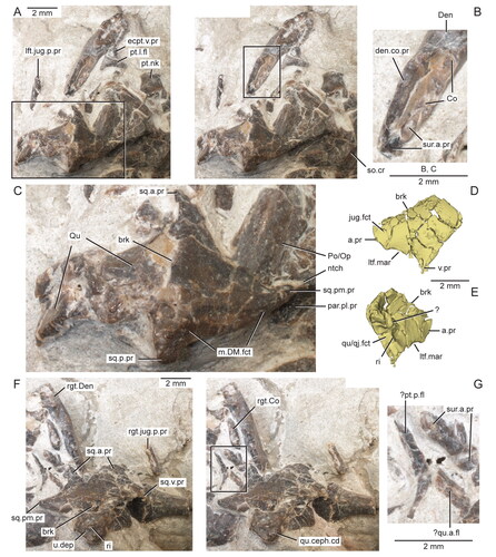 Figure 9. Details of the squamosals, articulation of the surangular and coronoid, and quadrates in the holotype specimen (USNM PAL 722041, ‘skeletal block’) of Opisthiamimus gregori gen. et sp. nov. A, extended depth of field (EDF) stereophotopair of the left posterolateral region of the skull in dorsal view; B, close-up of the surangular and coronoid bones as shown in the box in the right stereophoto in A; C, close-up of the medial half of the left squamosal as shown in the box in the left stereophoto in A; D, E, virtual three-dimensional rendering of the anteroventral portion of the left squamosal in D, left lateral and E, posteromedial views; F, EDF stereophotopair of the right posterolateral region of the skull in dorsal view; G, close-up of the possible flanges of the right quadrate and pterygoid as shown in the box in the right stereophoto in F. Abbreviations: a.pr, anterior process; brk, break; Co, coronoid; den.co.pr, coronoid process of the dentary; ecpt.v.pr, ventral process of the ectopterygoid; jug.fct, facet for the jugal; lft.jug.p.pr, posterior process of the left jugal; ltf.mar, margin of the lower temporal fenestra; m.DM.fct, facet for the mm. depressor mandibulae; ntch, notch; par.pl.pr, posterolateral process of the parietal; Po/Op, prootic/opisthotic; pt.l.fl, lateral flange of the pterygoid; pt.nk, ‘neck’ region of the pterygoid; ?pt.p.fl, possible posterior or quadrate flange of the pterygoid; Qu, quadrate; ?qu.a.fl, possible anterior or pterygoid flange of the quadrate; qu.ceph.cd, cephalic condyle of the quadrate; qu/qj.fct, facet for the quadrate/quadratojugal; rgt.Co, right coronoid; rgt.Den, right dentary; rgt.jug.p.pr, posterior process of the right jugal; ri, ridge; so.cr, supraoccipital crest; sq.a.pr, anterior process of the squamosal; sq.p.pr, posterior process of the squamosal; sq.pm.pr, posteromedial process of the squamosal; sq.v.pr, ventral process of the squamosal; sur.a.pr, anterior process of the surangular; u.dep, ‘U’-shaped depression; v.pr, ventral process; ?, unidentified bone fragment.