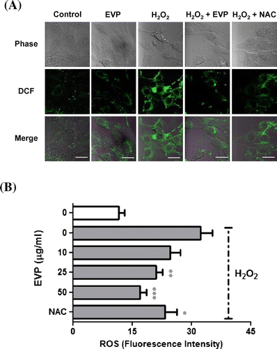 Fig. 5. Effect of EVP on oxidative stress induced by ROS in C2C12 myoblasts.